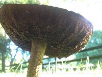 Leccinum scabrum image