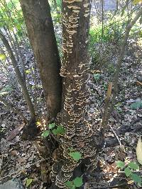 Trametes versicolor image