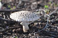 Amanita vittadinii image