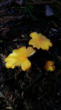 Hygrocybe chlorophana image