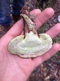 Ganoderma curtisii image