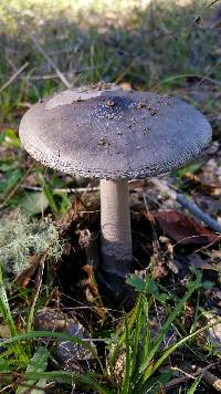 Amanita vaginata image