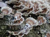 Trametes versicolor image