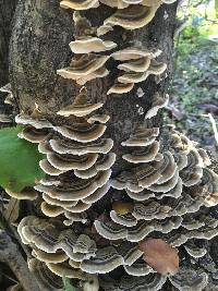 Trametes versicolor image