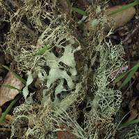 Ramalina menziesii image