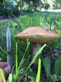 Leccinum scabrum image