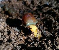 Hygrocybe psittacina var. psittacina image