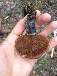 Ganoderma curtisii image