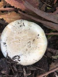 Agaricus bitorquis image