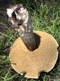 Leccinum scabrum image