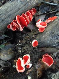 Sarcoscypha coccinea image