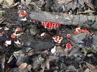 Sarcoscypha coccinea image