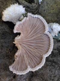 Schizophyllum commune image