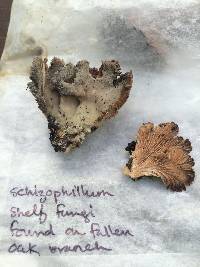 Schizophyllum commune image