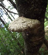 Fomitopsis betulina image