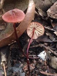 Marasmius plicatulus image