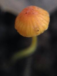 Mycena acicula image