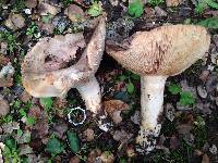 Lactarius argillaceifolius image