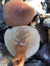 Lactarius rubidus image