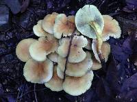 Hypholoma fasciculare image