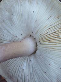 Lepiota decorata image