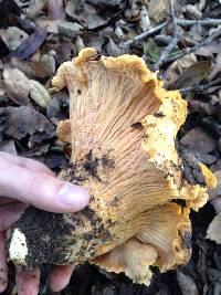 Cantharellus californicus image