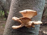 Pleurotus ostreatus image