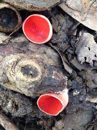 Sarcoscypha coccinea image