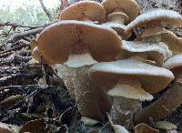 Armillaria mellea image