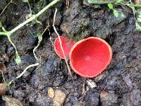 Sarcoscypha coccinea image