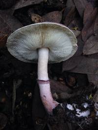 Image of Lepiota decorata