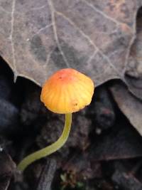 Mycena acicula image