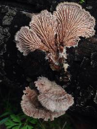 Schizophyllum commune image