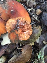 Lactarius rubidus image