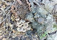 Armillaria mellea image