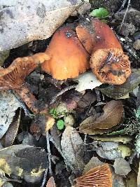 Lactarius rubidus image