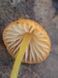 Mycena acicula image