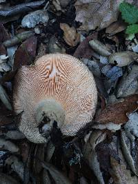 Lactarius alnicola image