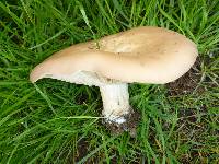 Clitocybe brunneocephala image