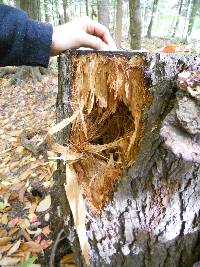 Ganoderma tsugae image