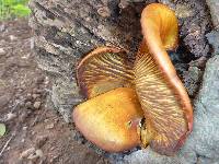 Omphalotus olivascens image