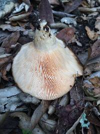 Lactarius alnicola image