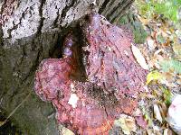 Ganoderma tsugae image