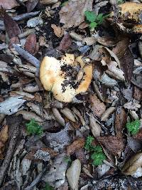 Lactarius alnicola image