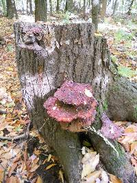 Ganoderma tsugae image