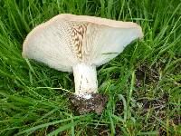 Clitocybe brunneocephala image