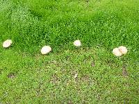 Clitocybe brunneocephala image