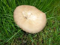 Clitocybe brunneocephala image