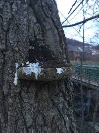 Phellinus robiniae image