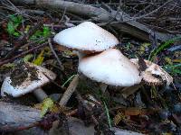 Volvariella gloiocephala image